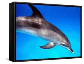 Atlantic Spotted Dolphin-Bill Varie-Framed Stretched Canvas