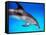 Atlantic Spotted Dolphin-Bill Varie-Framed Stretched Canvas