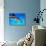 Atlantic Spotted Dolphin-Bill Varie-Stretched Canvas displayed on a wall