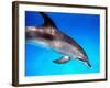 Atlantic Spotted Dolphin-Bill Varie-Framed Photographic Print