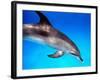 Atlantic Spotted Dolphin-Bill Varie-Framed Photographic Print