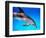 Atlantic Spotted Dolphin-Bill Varie-Framed Photographic Print