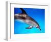 Atlantic Spotted Dolphin-Bill Varie-Framed Photographic Print