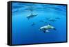 Atlantic spotted dolphins, Azores, Portugal, Atlantic Ocean-Franco Banfi-Framed Stretched Canvas