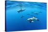 Atlantic spotted dolphins, Azores, Portugal, Atlantic Ocean-Franco Banfi-Stretched Canvas