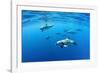 Atlantic spotted dolphins, Azores, Portugal, Atlantic Ocean-Franco Banfi-Framed Photographic Print