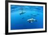 Atlantic spotted dolphins, Azores, Portugal, Atlantic Ocean-Franco Banfi-Framed Photographic Print