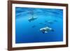 Atlantic spotted dolphins, Azores, Portugal, Atlantic Ocean-Franco Banfi-Framed Photographic Print