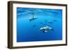 Atlantic spotted dolphins, Azores, Portugal, Atlantic Ocean-Franco Banfi-Framed Photographic Print