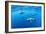 Atlantic spotted dolphins, Azores, Portugal, Atlantic Ocean-Franco Banfi-Framed Photographic Print