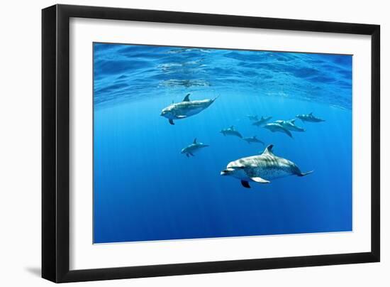 Atlantic spotted dolphins, Azores, Portugal, Atlantic Ocean-Franco Banfi-Framed Photographic Print