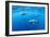 Atlantic spotted dolphins, Azores, Portugal, Atlantic Ocean-Franco Banfi-Framed Photographic Print