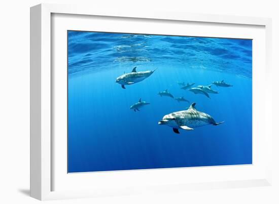 Atlantic spotted dolphins, Azores, Portugal, Atlantic Ocean-Franco Banfi-Framed Photographic Print