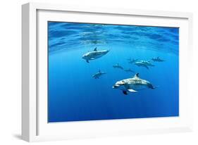 Atlantic spotted dolphins, Azores, Portugal, Atlantic Ocean-Franco Banfi-Framed Photographic Print