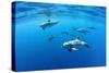 Atlantic spotted dolphins, Azores, Portugal, Atlantic Ocean-Franco Banfi-Stretched Canvas
