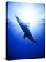 Atlantic Spotted Dolphins, Bimini, Bahamas-Greg Johnston-Stretched Canvas