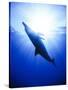 Atlantic Spotted Dolphins, Bimini, Bahamas-Greg Johnston-Stretched Canvas