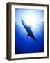 Atlantic Spotted Dolphins, Bimini, Bahamas-Greg Johnston-Framed Photographic Print