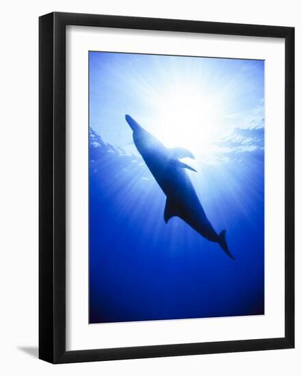 Atlantic Spotted Dolphins, Bimini, Bahamas-Greg Johnston-Framed Photographic Print