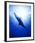 Atlantic Spotted Dolphins, Bimini, Bahamas-Greg Johnston-Framed Photographic Print