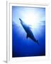 Atlantic Spotted Dolphins, Bimini, Bahamas-Greg Johnston-Framed Photographic Print