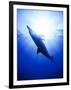 Atlantic Spotted Dolphins, Bimini, Bahamas-Greg Johnston-Framed Photographic Print