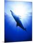 Atlantic Spotted Dolphins, Bimini, Bahamas-Greg Johnston-Mounted Photographic Print