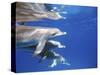 Atlantic Spotted Dolphins, Bimini, Bahamas-Greg Johnston-Stretched Canvas