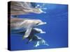 Atlantic Spotted Dolphins, Bimini, Bahamas-Greg Johnston-Stretched Canvas