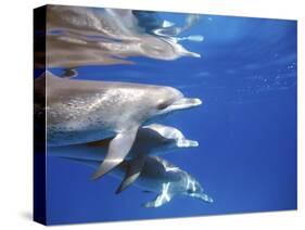 Atlantic Spotted Dolphins, Bimini, Bahamas-Greg Johnston-Stretched Canvas