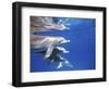 Atlantic Spotted Dolphins, Bimini, Bahamas-Greg Johnston-Framed Photographic Print