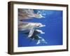 Atlantic Spotted Dolphins, Bimini, Bahamas-Greg Johnston-Framed Photographic Print