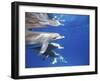 Atlantic Spotted Dolphins, Bimini, Bahamas-Greg Johnston-Framed Photographic Print