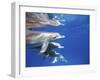 Atlantic Spotted Dolphins, Bimini, Bahamas-Greg Johnston-Framed Photographic Print