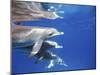 Atlantic Spotted Dolphins, Bimini, Bahamas-Greg Johnston-Mounted Photographic Print