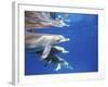 Atlantic Spotted Dolphins, Bimini, Bahamas-Greg Johnston-Framed Photographic Print