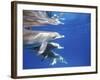 Atlantic Spotted Dolphins, Bimini, Bahamas-Greg Johnston-Framed Photographic Print