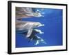 Atlantic Spotted Dolphins, Bimini, Bahamas-Greg Johnston-Framed Photographic Print