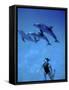 Atlantic Spotted Dolphins, Bimini, Bahamas-Greg Johnston-Framed Stretched Canvas
