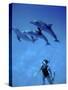 Atlantic Spotted Dolphins, Bimini, Bahamas-Greg Johnston-Stretched Canvas