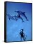 Atlantic Spotted Dolphins, Bimini, Bahamas-Greg Johnston-Framed Stretched Canvas