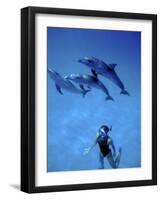 Atlantic Spotted Dolphins, Bimini, Bahamas-Greg Johnston-Framed Photographic Print