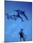 Atlantic Spotted Dolphins, Bimini, Bahamas-Greg Johnston-Mounted Photographic Print