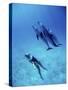 Atlantic Spotted Dolphins, Bimini, Bahamas-Greg Johnston-Stretched Canvas