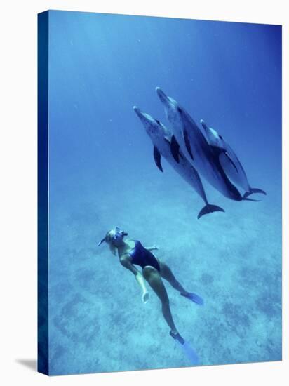 Atlantic Spotted Dolphins, Bimini, Bahamas-Greg Johnston-Stretched Canvas