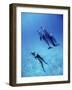 Atlantic Spotted Dolphins, Bimini, Bahamas-Greg Johnston-Framed Photographic Print