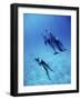 Atlantic Spotted Dolphins, Bimini, Bahamas-Greg Johnston-Framed Photographic Print