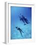 Atlantic Spotted Dolphins, Bimini, Bahamas-Greg Johnston-Framed Photographic Print