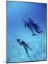 Atlantic Spotted Dolphins, Bimini, Bahamas-Greg Johnston-Mounted Photographic Print