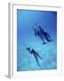 Atlantic Spotted Dolphins, Bimini, Bahamas-Greg Johnston-Framed Photographic Print